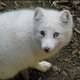 Illustration for article titled Vote Arctic Fox, Vote Magical Floof